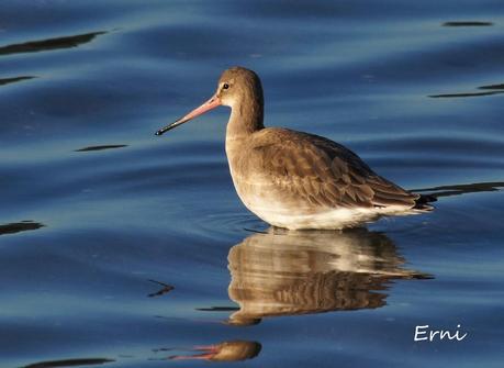 PATRIMONIO DE LAREDO
