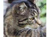 enfermedades piel gatos comunes