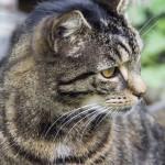 enfermedades de piel en los gatos