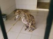 Perrera gesser, rebosar galgos.