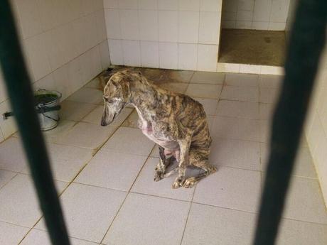 PERRERA DE GESSER, A REBOSAR DE GALGOS.