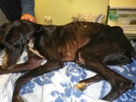 Iris, agotada y rendida en la cuneta. (Sevilla)