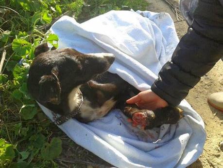 Iris, agotada y rendida en la cuneta. (Sevilla)