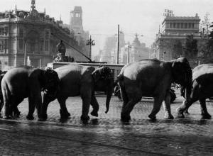 Elefantes paseando por Cibeles en Madrid, 1950