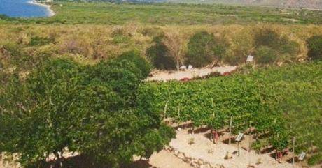 Periódico  español define OCOABAY como proyecto agro turístico único en el Caribe