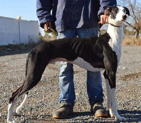 MACHUPICHU, impresionante galgo macho en adopción.