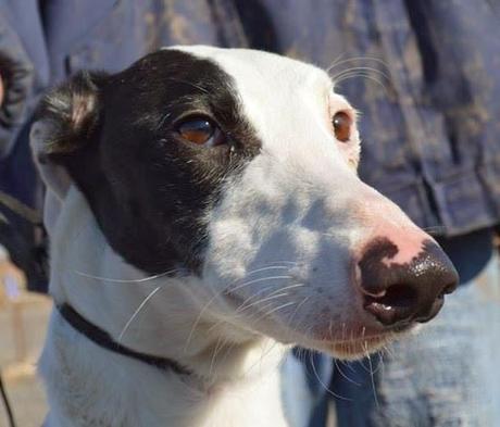 MACHUPICHU, impresionante galgo macho en adopción.