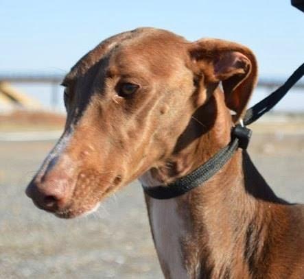 CHOCOLATA, preciosa galga en adopción.