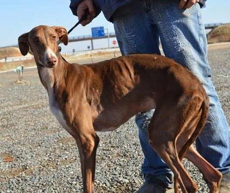 CHOCOLATA, preciosa galga en adopción.