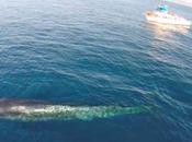 Rorcual común filmado desde drone