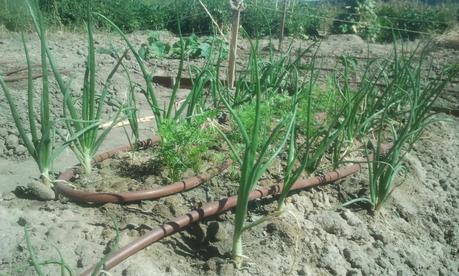 El huerto de Amavis y Argenis paso a paso