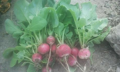 El huerto de Amavis y Argenis paso a paso