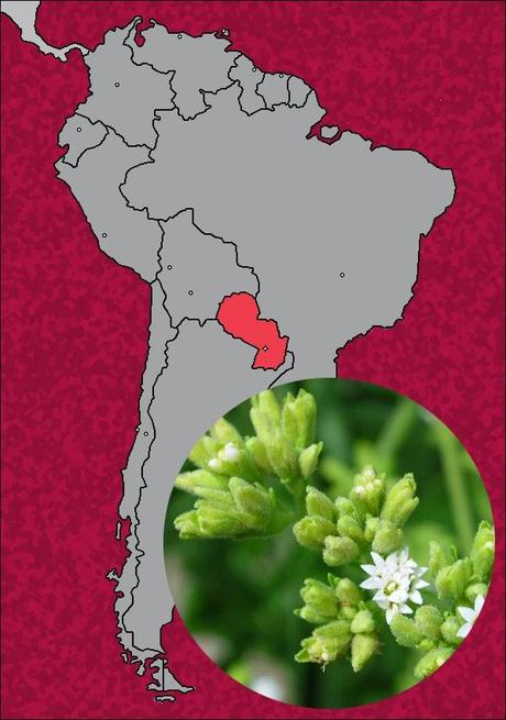 La Stevia / The Stevia