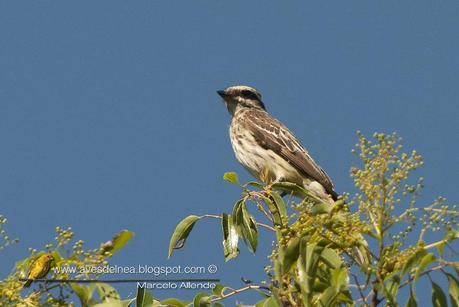 Tuquito Rayado (Variegated Flycatcher) Empidonomus varius
