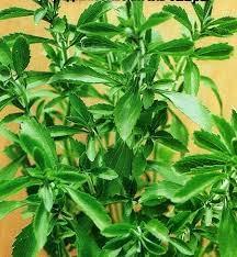 CÓMO SEMBRAR SEMILLAS DE STEVIA