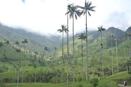 Y todo esto en tan sólo un mes Palmas de cera en el Valle del Cocora