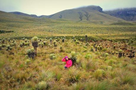 Páramo de Romerales en el PNN Los nevados. Dura la caminata hasta llegar allí, pero merece la pena el paisaje. 