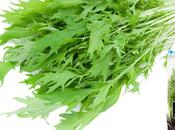 Mizuna (水菜): lechuga japonesa'