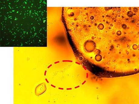 Bacterias que engullen el petróleo del golfo