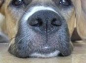 Adopción para zelda cachorra boxer