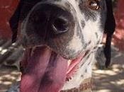 Lunares, macho, tamaño grande,