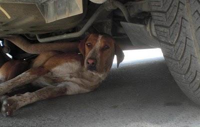 DUKE, en la calle y cada día más deteriorado, Cádiz