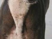 preciosos galgos supervivientes perrera adopción.