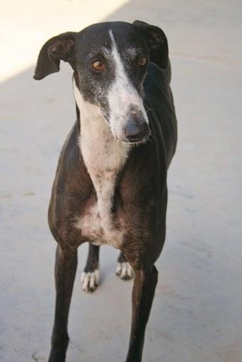 Dos preciosos galgos supervivientes de la perrera en adopción.