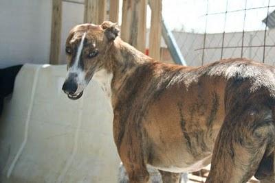 Dos preciosos galgos supervivientes de la perrera en adopción.