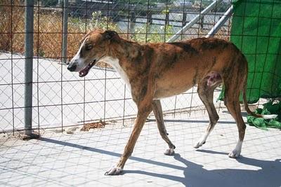 Dos preciosos galgos supervivientes de la perrera en adopción.