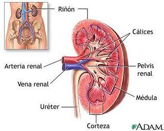 Insuficiencia Renal Crónica
