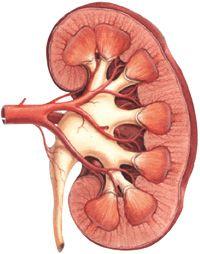 Insuficiencia Renal Crónica