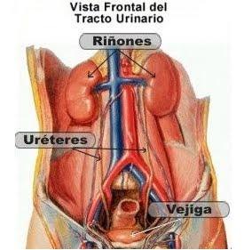 Insuficiencia Renal Crónica