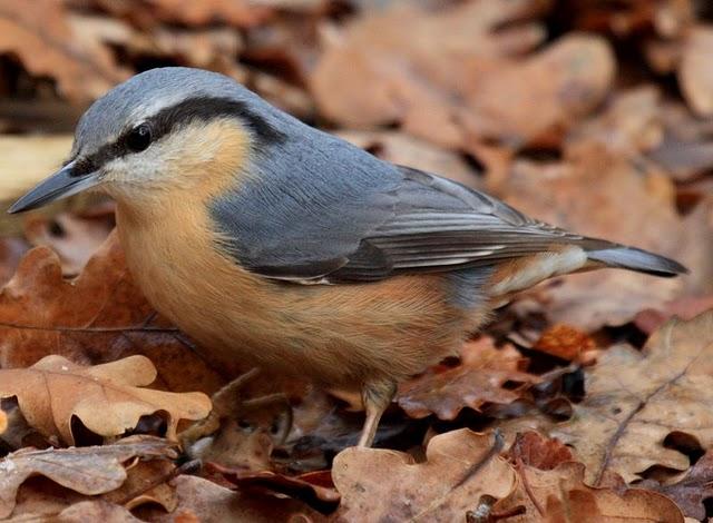 TREPADOR AZUL-SITTA EUROPAEA-EUROPEAN NUTHATCH