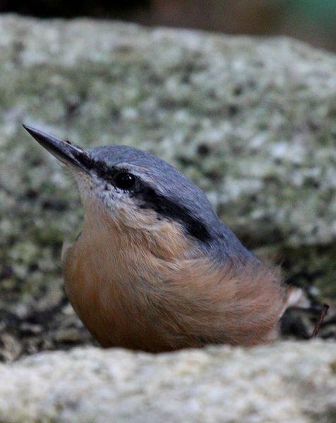 TREPADOR AZUL-SITTA EUROPAEA-EUROPEAN NUTHATCH