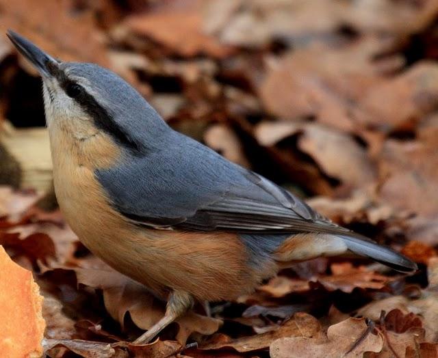 TREPADOR AZUL-SITTA EUROPAEA-EUROPEAN NUTHATCH