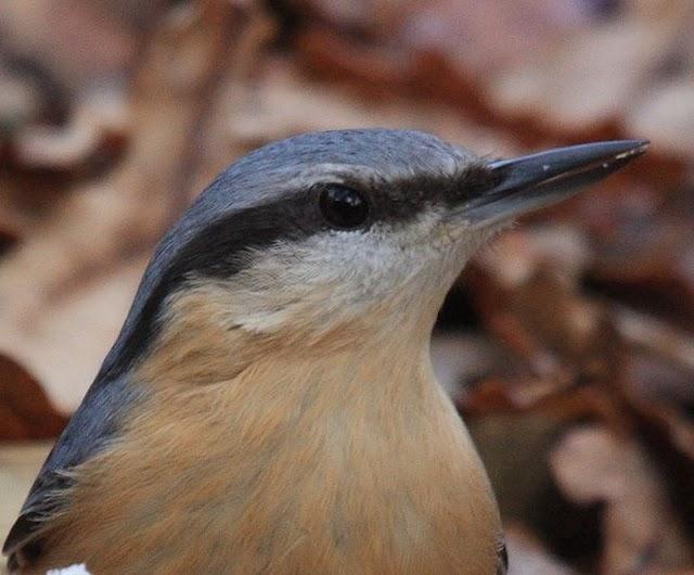 TREPADOR AZUL-SITTA EUROPAEA-EUROPEAN NUTHATCH