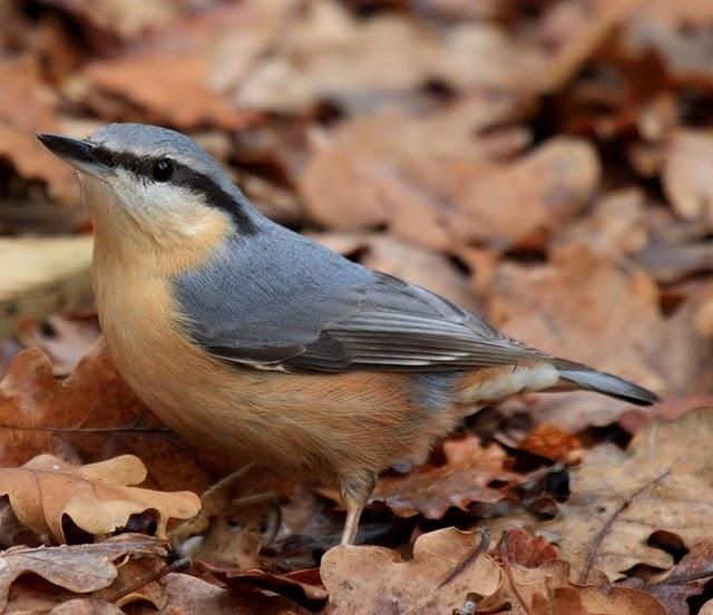 TREPADOR AZUL-SITTA EUROPAEA-EUROPEAN NUTHATCH