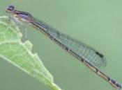 Amenazada población variedad 'caballito diablo'