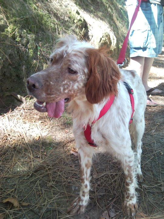 Mara, una setter imposible de describir