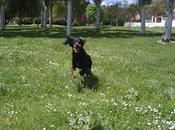 Rufián la/su naturaleza