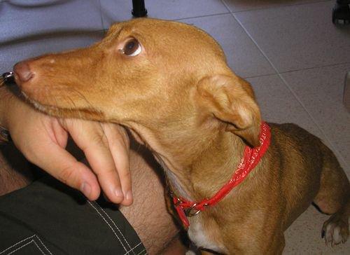 Mañana la llevan a la perrera (Córdoba) MUY URGENTE!!!!!!!!!!!