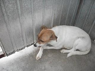 Nuka se ha perdido!!