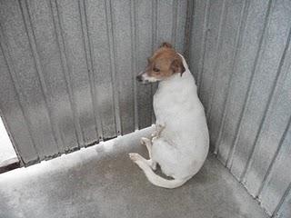 Nuka se ha perdido!!