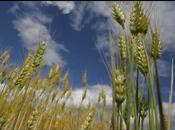Científicos Británicos Descodificaron Genoma Trigo Primera