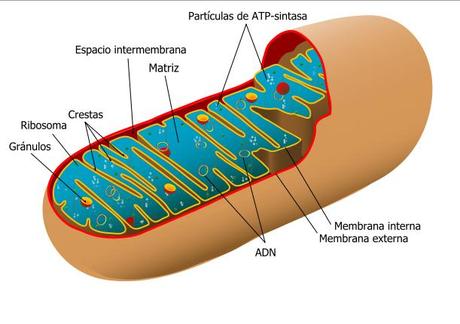 La madre de todos los humanos vivió hace 200 000 años