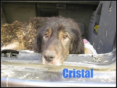 La triste vida de Cristal (Sevilla)