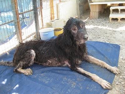 La triste vida de Cristal (Sevilla)