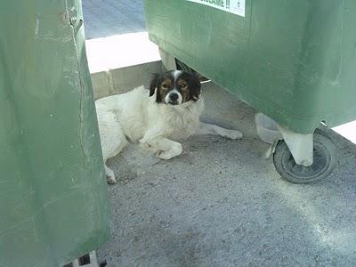 RITA Y LOREN, ayuda para estos perritos vagabundos, Sevilla