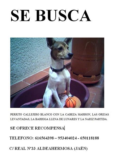 Perrito perdido en Jaén.